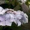 Thumbnail #5 of Hydrangea serrata by bootandall