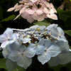 Thumbnail #2 of Hydrangea serrata by wooffi