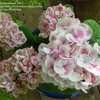 Thumbnail #1 of Hydrangea macrophylla by ladyannne