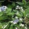 Thumbnail #2 of Hydrangea macrophylla by growin