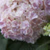 Thumbnail #2 of Hydrangea macrophylla by LylaHarper
