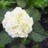 Thumbnail #3 of Hydrangea macrophylla by RosinaBloom