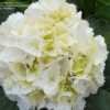 Thumbnail #4 of Hydrangea macrophylla by RosinaBloom