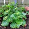 Thumbnail #2 of Hydrangea macrophylla by RosinaBloom