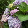 Thumbnail #3 of Hydrangea macrophylla by henryr10