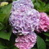 Thumbnail #2 of Hydrangea macrophylla by henryr10