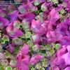 Thumbnail #5 of Hydrangea macrophylla by RosinaBloom