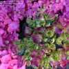 Thumbnail #4 of Hydrangea macrophylla by RosinaBloom