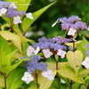 Thumbnail #3 of Hydrangea serrata by victorgardener