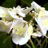Thumbnail #2 of Hydrangea serrata by wooffi