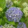 Thumbnail #2 of Hydrangea macrophylla by saya