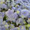 Thumbnail #2 of Hydrangea macrophylla by RosinaBloom