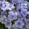 Thumbnail #3 of Hydrangea macrophylla by RosinaBloom