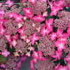Thumbnail #3 of Hydrangea macrophylla by kniphofia