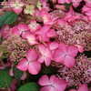 Thumbnail #2 of Hydrangea macrophylla by kniphofia
