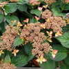Thumbnail #4 of Hydrangea macrophylla by kniphofia