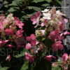 Thumbnail #2 of Hydrangea paniculata by DaylilySLP