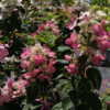Thumbnail #3 of Hydrangea paniculata by DaylilySLP