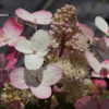 Thumbnail #4 of Hydrangea paniculata by DaylilySLP