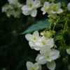 Thumbnail #1 of Hydrangea bretschneideri by Kell