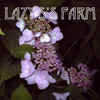 Thumbnail #2 of Hydrangea serrata by mystic