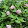 Thumbnail #2 of Hydrangea macrophylla by henryr10