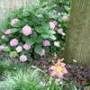 Thumbnail #4 of Hydrangea macrophylla by FlowerManiac