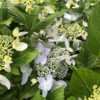 Thumbnail #2 of Hydrangea macrophylla by SpringwoodGrdns