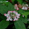 Thumbnail #5 of Hydrangea serrata by jbgregg