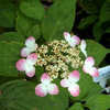 Thumbnail #3 of Hydrangea serrata by wooffi