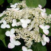 Thumbnail #2 of Hydrangea serrata by wooffi