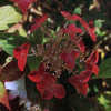 Thumbnail #4 of Hydrangea serrata by wooffi