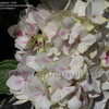 Thumbnail #4 of Hydrangea macrophylla by DaylilySLP