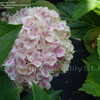 Thumbnail #3 of Hydrangea macrophylla by DaylilySLP