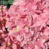 Thumbnail #2 of Hydrangea macrophylla by alicewho