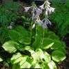 Thumbnail #2 of Hosta  by jody