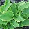 Thumbnail #1 of Hosta  by naturepatch