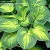 Thumbnail #1 of Hosta  by cbrandenburg