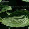 Thumbnail #2 of Hosta sieboldiana by DaylilySLP