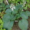 Thumbnail #3 of Hosta sieboldiana by Gabrielle