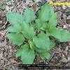 Thumbnail #2 of Hosta plantaginea by Greenwood