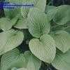 Thumbnail #3 of Hosta plantaginea by mahans30