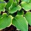 Thumbnail #1 of Hosta  by bert