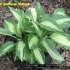 Thumbnail #2 of Hosta  by Greenwood