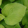 Thumbnail #1 of Hosta  by growin