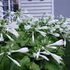 Thumbnail #5 of Hosta plantaginea by discojim