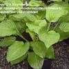 Thumbnail #3 of Hosta plantaginea by gretaduck