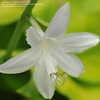 Thumbnail #4 of Hosta plantaginea by victorgardener