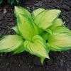 Thumbnail #1 of Hosta  by bert