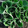 Thumbnail #3 of Hosta  by plantaholic186